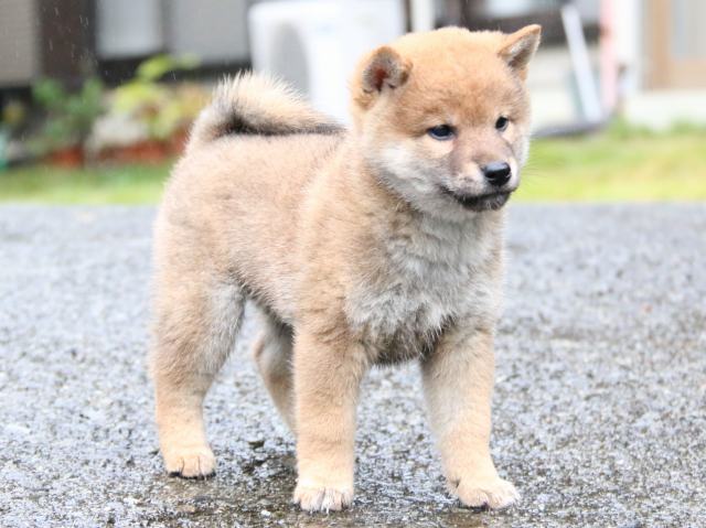 IMG_6981-shiba-puppy IMG_6981-shiba-puppy