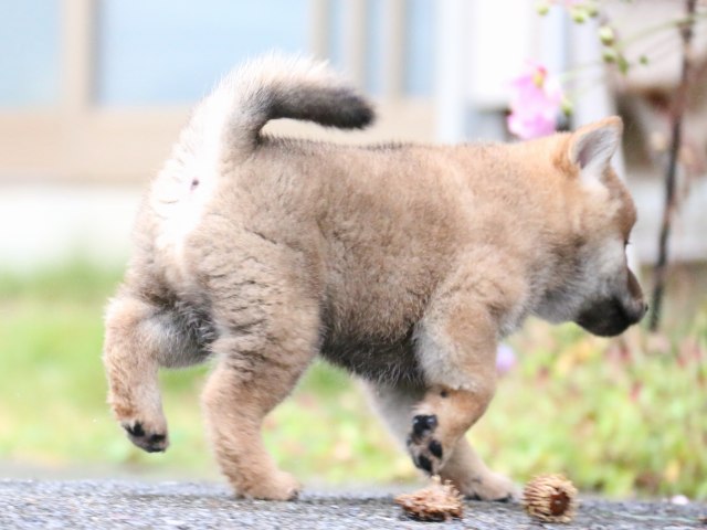 IMG_6992-shiba-puppy IMG_6992-shiba-puppy