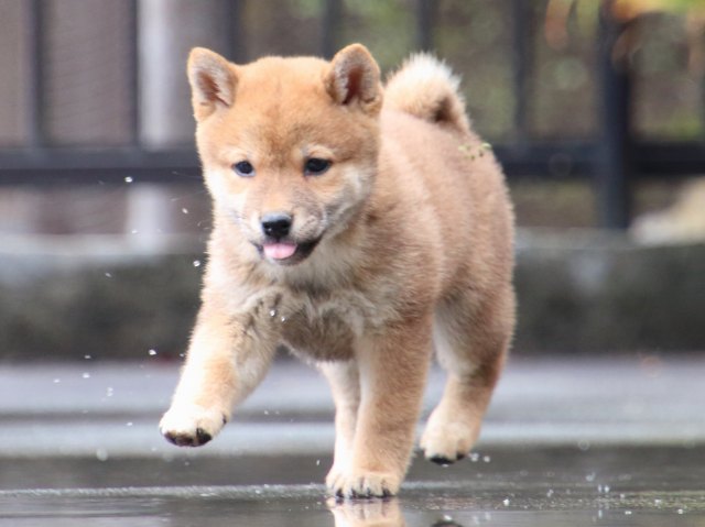 IMG_7328-shiba-puppy IMG_7328-shiba-puppy
