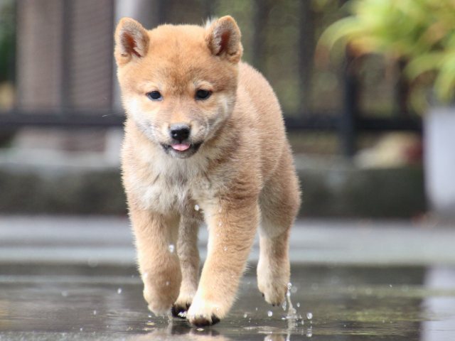 IMG_7329-shiba-puppy IMG_7329-shiba-puppy