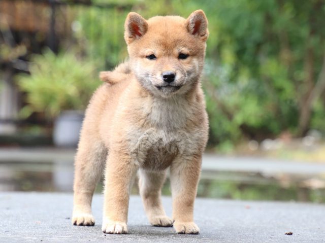 IMG_7331-shiba-puppy IMG_7331-shiba-puppy