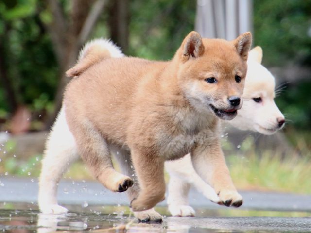IMG_7354-shiba-puppy IMG_7354-shiba-puppy