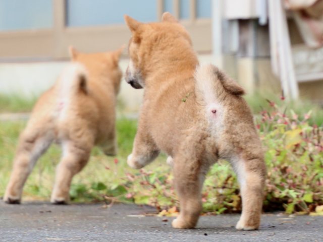 IMG_7370-shiba-puppy IMG_7370-shiba-puppy