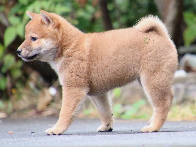 IMG_7377-shiba-puppy IMG_7377-shiba-puppy