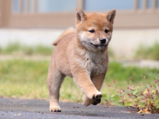 IMG_7392-shiba-puppy IMG_7392-shiba-puppy