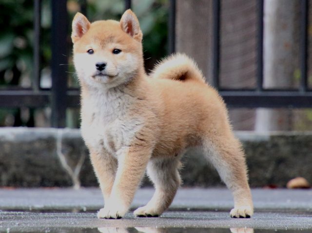 IMG_7424-shiba-puppy IMG_7424-shiba-puppy