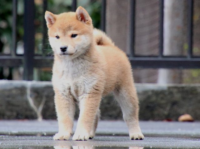 IMG_7428-shiba-puppy IMG_7428-shiba-puppy