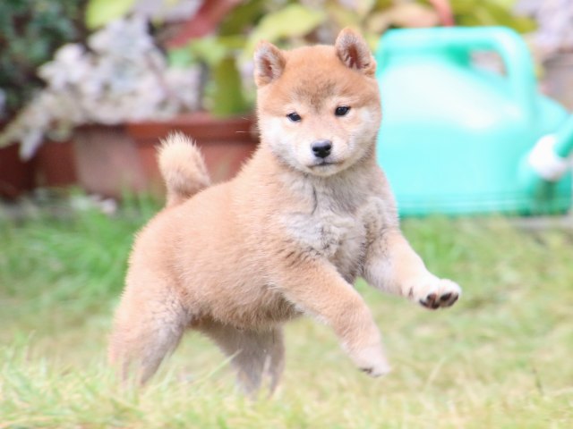 IMG_7439-shiba-puppy IMG_7439-shiba-puppy