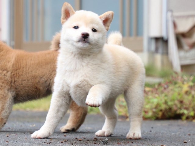 IMG_7469-shiba-puppy IMG_7469-shiba-puppy