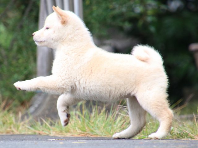 IMG_7487-shiba-puppy IMG_7487-shiba-puppy