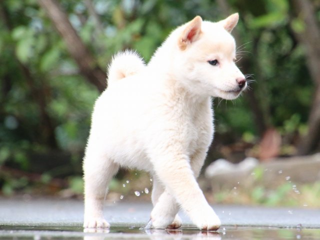 IMG_7508-shiba-puppy IMG_7508-shiba-puppy