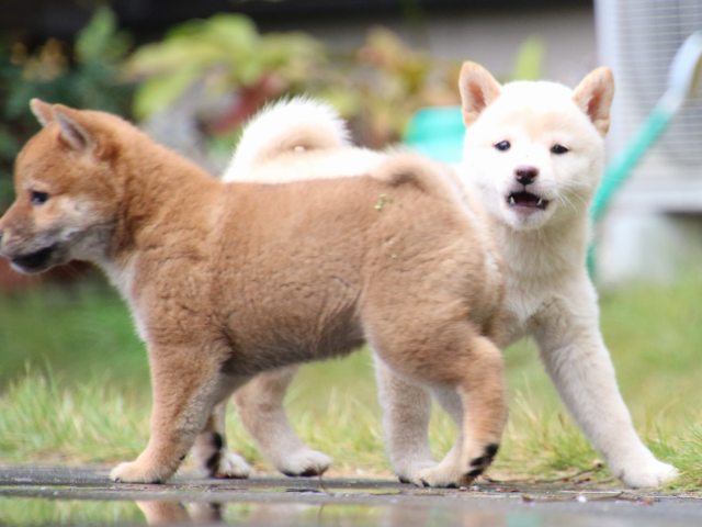 IMG_7516-shiba-puppy IMG_7516-shiba-puppy