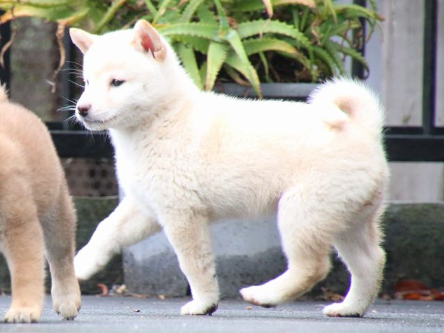 IMG_7559-shiba-puppy IMG_7559-shiba-puppy