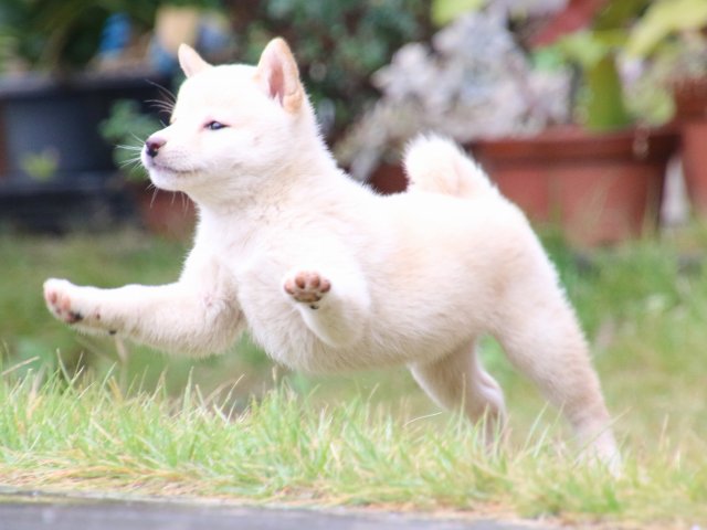 IMG_7599-shiba-puppy IMG_7599-shiba-puppy