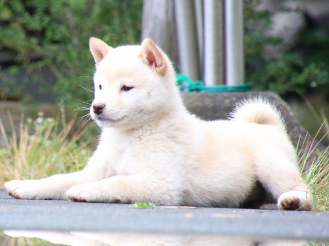 IMG_7633-shiba-puppy IMG_7633-shiba-puppy