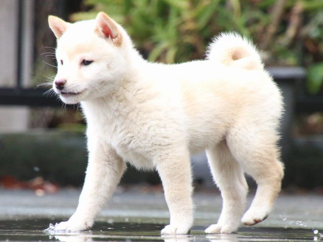 IMG_7644-shiba-puppy IMG_7644-shiba-puppy