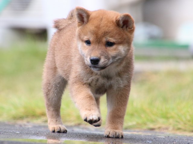 IMG_7690-shiba-puppy IMG_7690-shiba-puppy