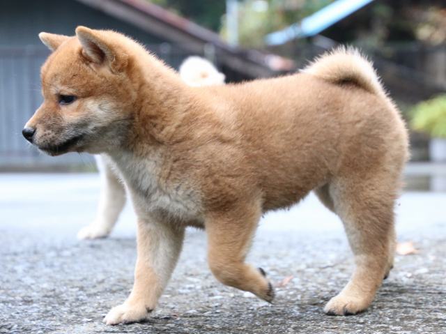 IMG_7704-shiba-puppy IMG_7704-shiba-puppy