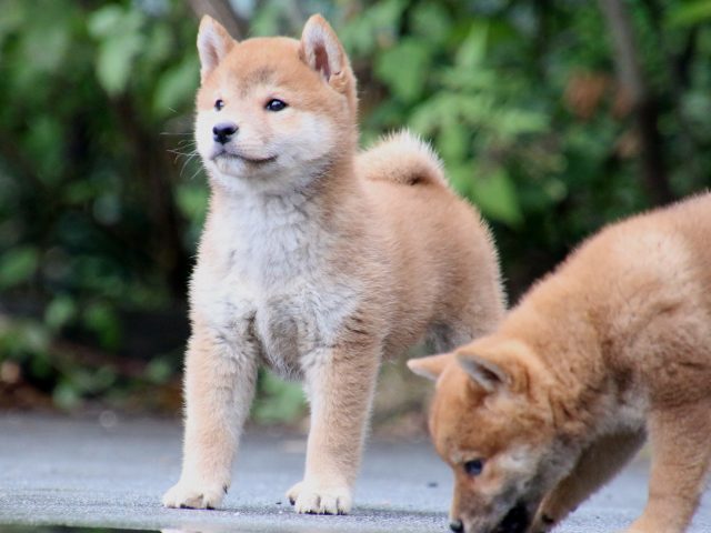 IMG_7819-shiba-puppy IMG_7819-shiba-puppy
