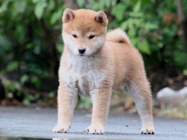 IMG_7822-shiba-puppy IMG_7822-shiba-puppy