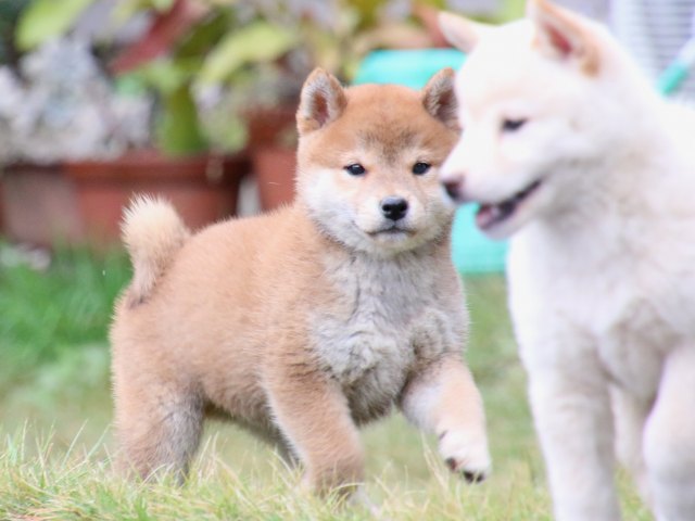 IMG_7830-shiba-puppy IMG_7830-shiba-puppy