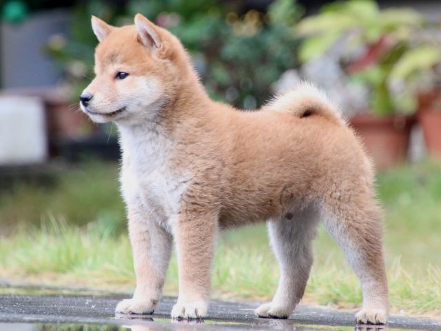 IMG_7833-shiba-puppy IMG_7833-shiba-puppy