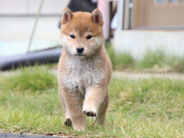 IMG_7859-shiba-puppy IMG_7859-shiba-puppy
