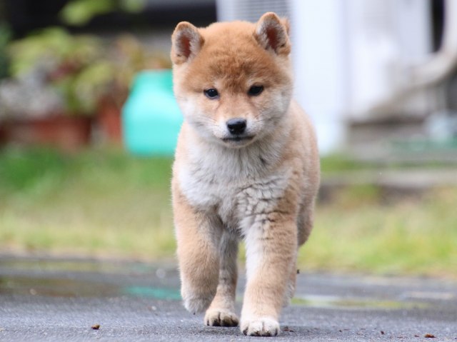 IMG_7895-shiba-puppy IMG_7895-shiba-puppy