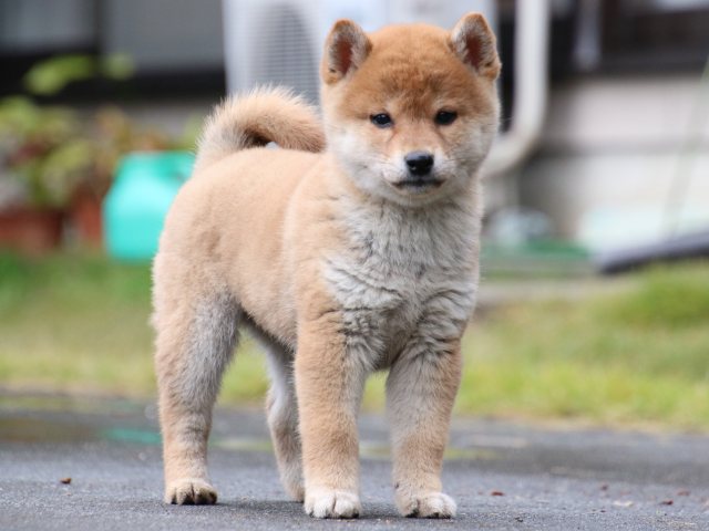 IMG_7897-shiba-puppy IMG_7897-shiba-puppy