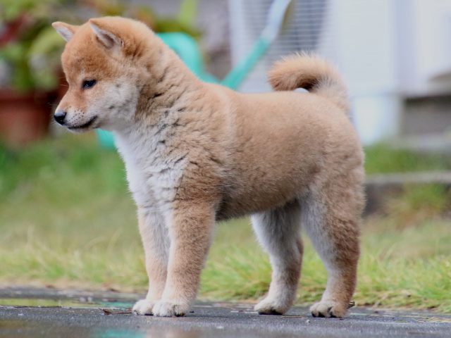 IMG_7905-shiba-puppy IMG_7905-shiba-puppy
