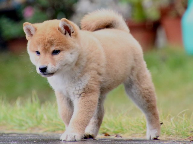 IMG_7915-shiba-puppy IMG_7915-shiba-puppy