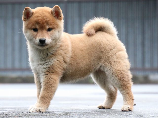 IMG_7993-shiba-puppy IMG_7993-shiba-puppy