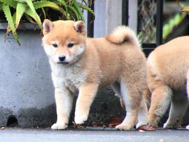 IMG_8018-shiba-puppy IMG_8018-shiba-puppy