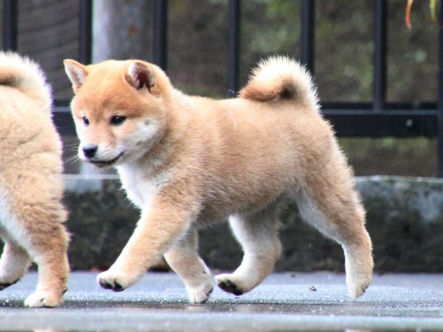 IMG_8028-shiba-puppy IMG_8028-shiba-puppy