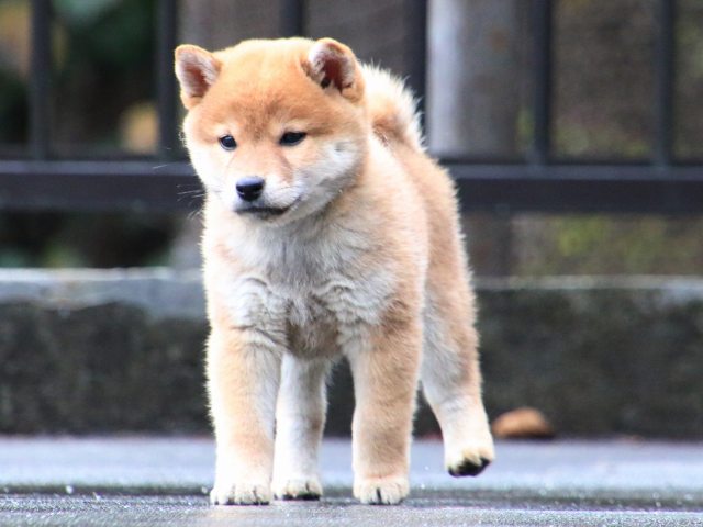 IMG_8032-shiba-puppy IMG_8032-shiba-puppy