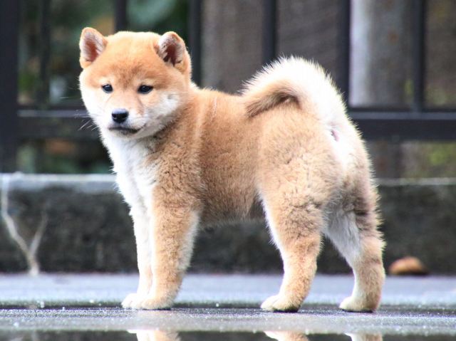 IMG_8049-shiba-puppy IMG_8049-shiba-puppy