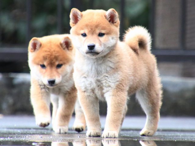 IMG_8061-shiba-puppy IMG_8061-shiba-puppy