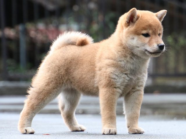 IMG_8095-shiba-puppy IMG_8095-shiba-puppy