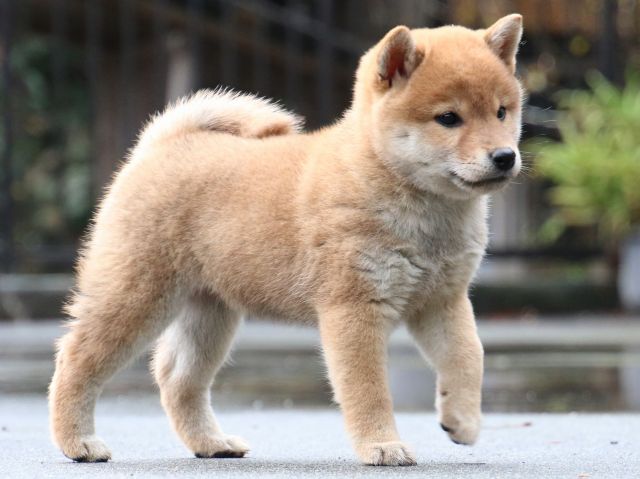 IMG_8099-shiba-puppy IMG_8099-shiba-puppy