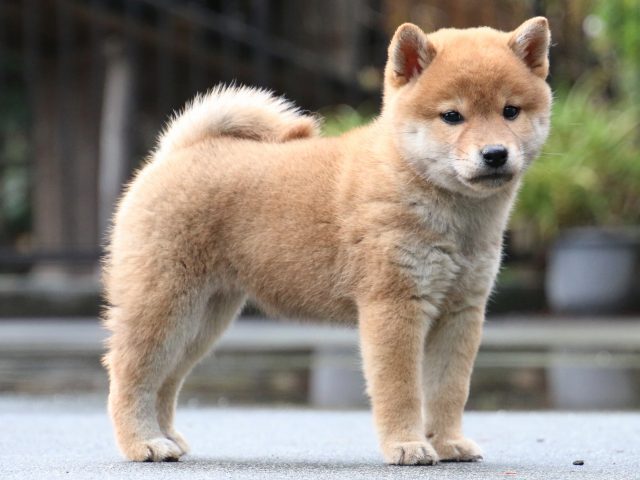 IMG_8102-shiba-puppy IMG_8102-shiba-puppy