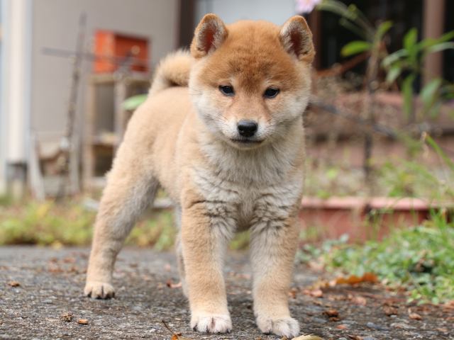 IMG_8155-shiba-puppy IMG_8155-shiba-puppy