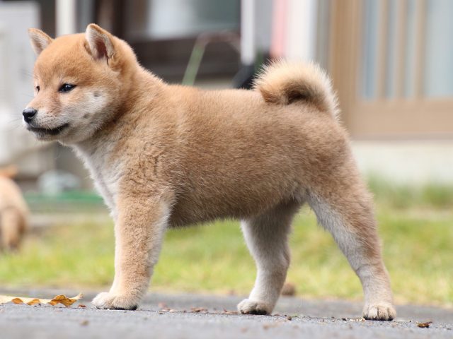 IMG_8171-shiba-puppy IMG_8171-shiba-puppy