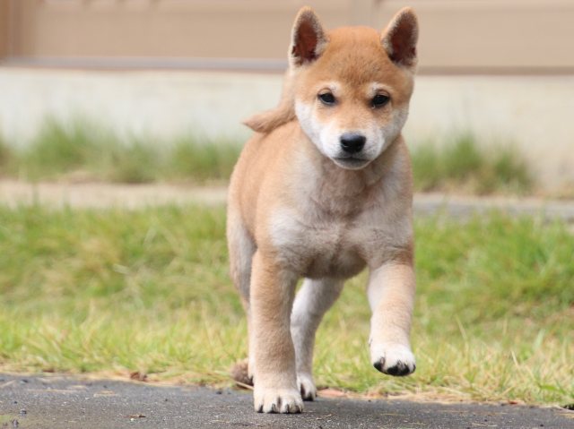IMG_8201-shiba-puppy IMG_8201-shiba-puppy