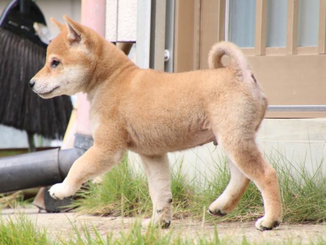 IMG_8215-shiba-puppy IMG_8215-shiba-puppy