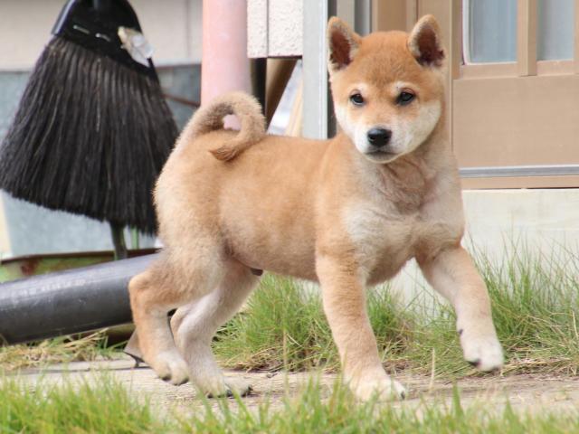 IMG_8226-shiba-puppy IMG_8226-shiba-puppy