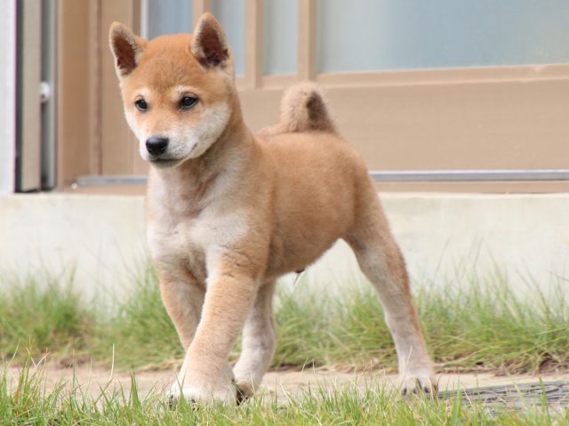 IMG_8233-shiba-puppy IMG_8233-shiba-puppy