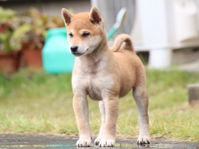 IMG_8267-shiba-puppy IMG_8267-shiba-puppy