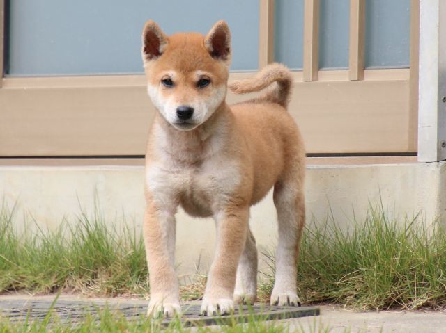 IMG_8273-shiba-puppy IMG_8273-shiba-puppy