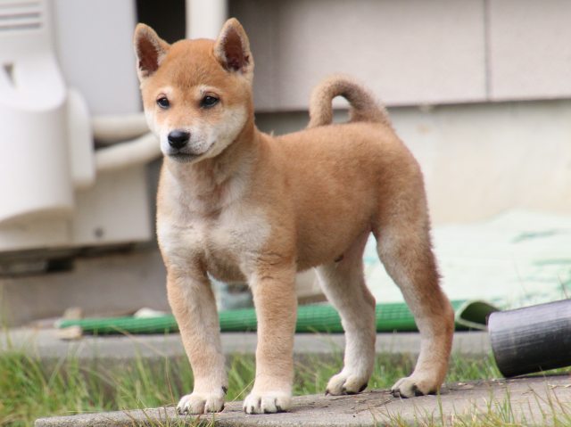 IMG_8296-shiba-puppy IMG_8296-shiba-puppy