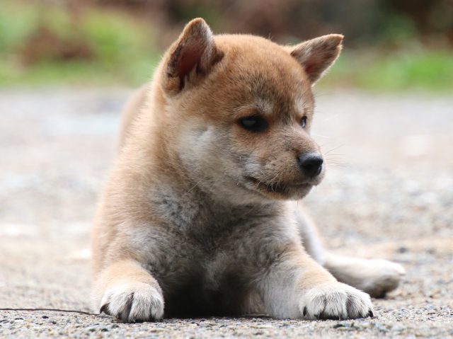 IMG_8385-shiba-puppy IMG_8385-shiba-puppy